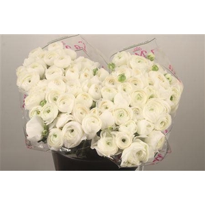 Ran. Su White Succes Sec X50