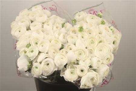 <h4>Ran. Su White Succes Sec X50</h4>