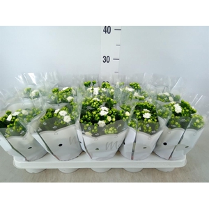 Kalanchoe blos. 'Stellar'