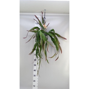 Epiphyllum   ...