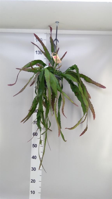 <h4>Epiphyllum   ...</h4>