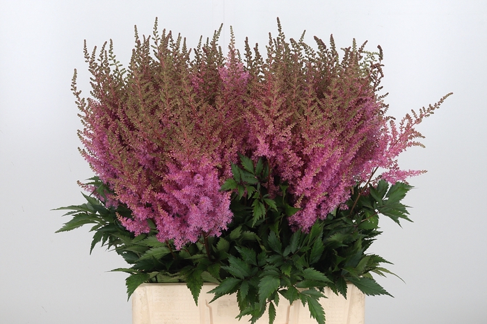 <h4>Astilbe Gloria Purpure</h4>