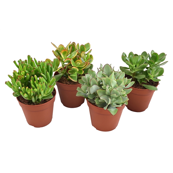 <h4>Crassula mix</h4>