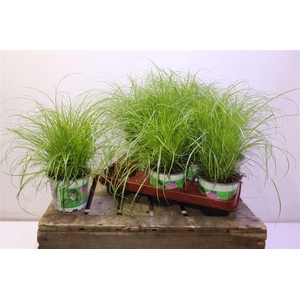 arr8 Cyper Alt Zumula