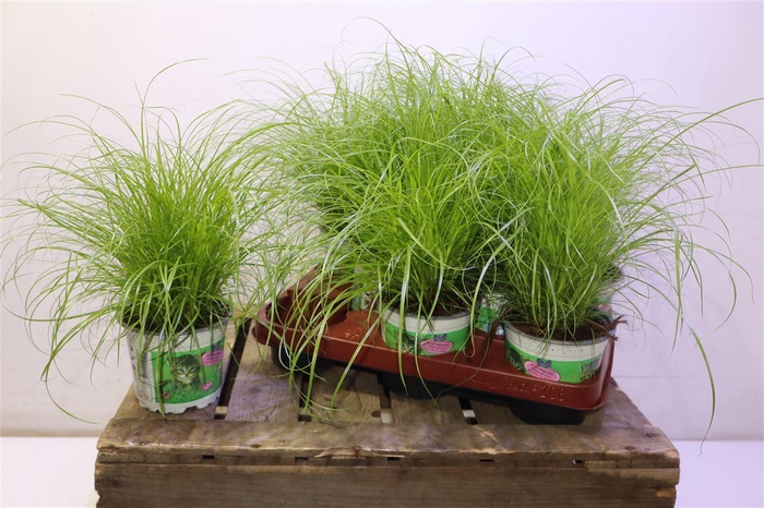 <h4>arr8 Cyper Alt Zumula</h4>