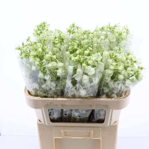 Delphinium Single Magical Bianca