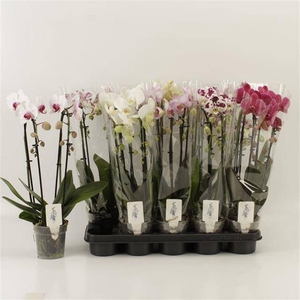 PHAL EL CASCADE
