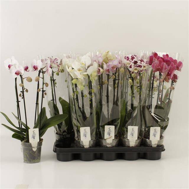 <h4>PHAL EL CASCADE</h4>