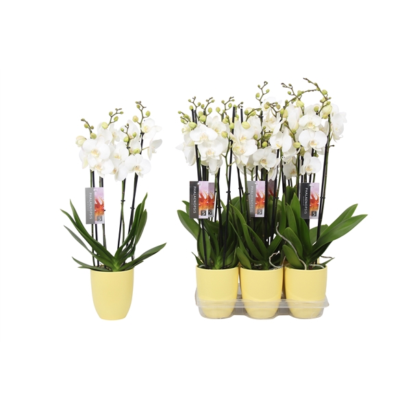 <h4>Phalaenopsis White, 4-spike Yellow Ceramics</h4>