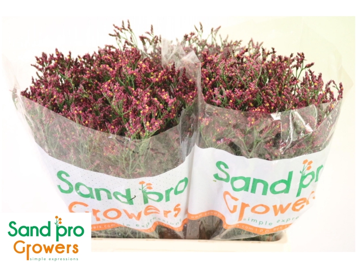 <h4>LIM SIN SCARLET DIA</h4>