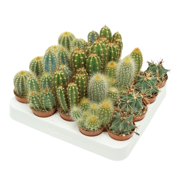 <h4>Cactus mix 5,5 cm op rij</h4>
