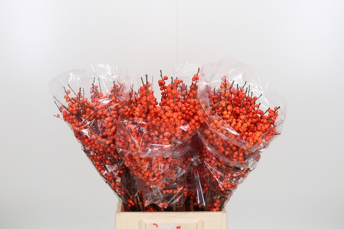 <h4>Ilex Ve Orange Glow</h4>