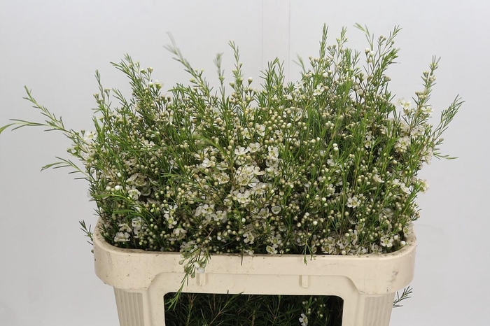 <h4>Chamelaucium Ofir</h4>