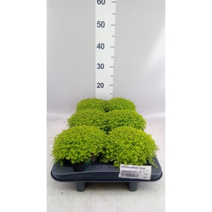 Soleirolia soleirolii 'Aurea'