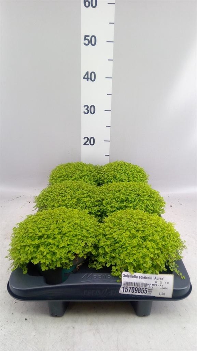 <h4>Soleirolia soleirolii 'Aurea'</h4>