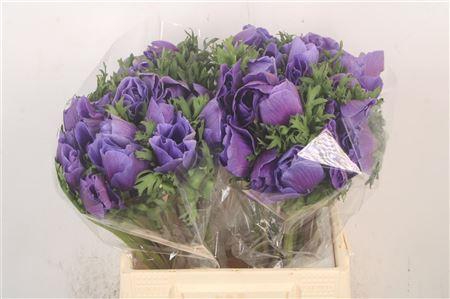 <h4>Anem Mistral Blue Super</h4>