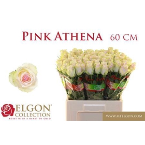 R Gr Pink Athena