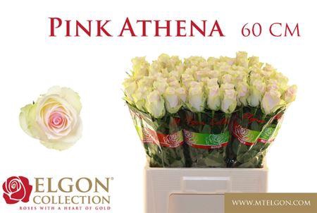 <h4>R Gr Pink Athena</h4>