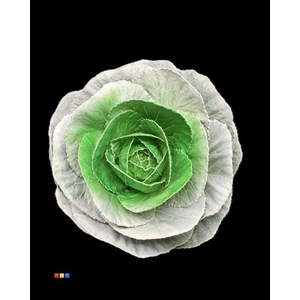 Brassica White - Green