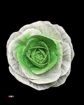 Brassica White - Green