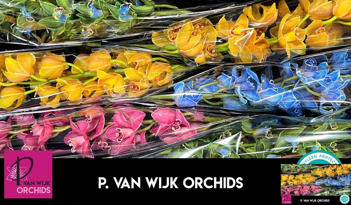 <h4>CYMB T KLB H%</h4>