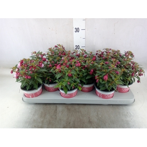Fuchsia  'Bella Fuchsia Soila'