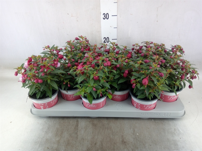 <h4>Fuchsia  'Bella Fuchsia Soila'</h4>