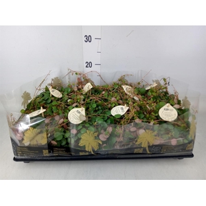 Peperomia  'Pepperspot'