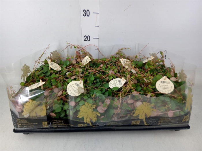 <h4>Peperomia  'Pepperspot'</h4>