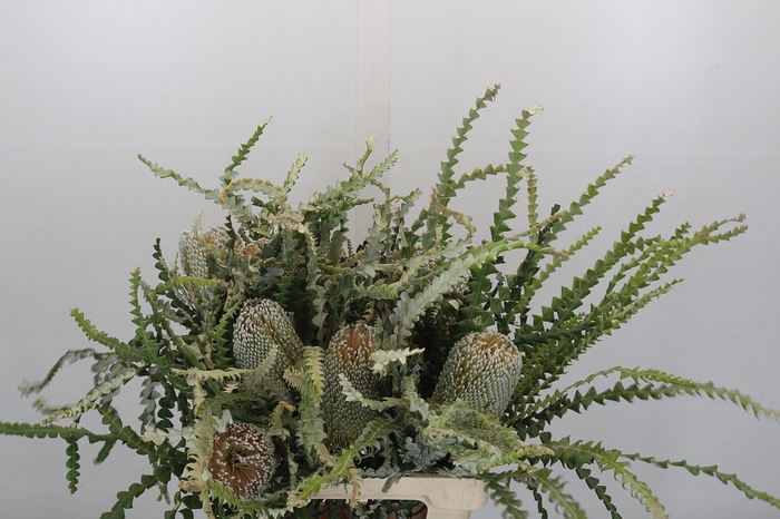 <h4>Banksia Speciosa</h4>