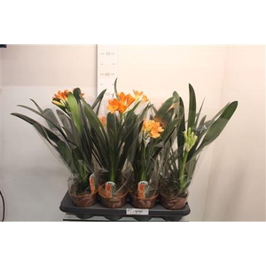 Clivia Mi