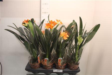 <h4>Clivia Mi</h4>