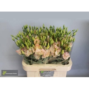 LIS G MEGALO CHAMPAGNE