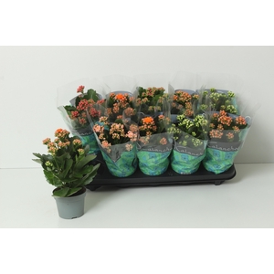 KAL GE PERF GEM 5 KL