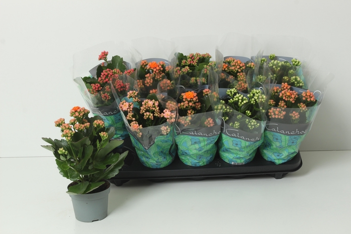 <h4>KAL GE PERF GEM 5 KL</h4>