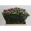 Dianthus Br Amazon Rose Magic
