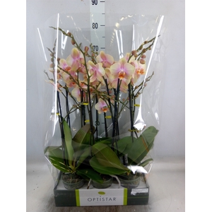 Phalaenopsis   ...orange