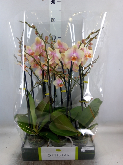 <h4>Phalaenopsis   ...orange</h4>