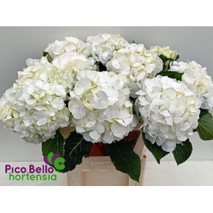 HYDR M CH WHI VERENA