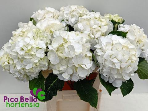 <h4>HYDR M CH WHI VERENA</h4>