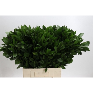 Ruscus aculeatus   ...groot blad