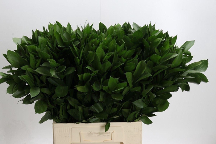 Ruscus aculeatus   ...groot blad