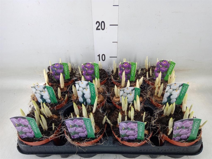 <h4>Crocus   ...in pot</h4>