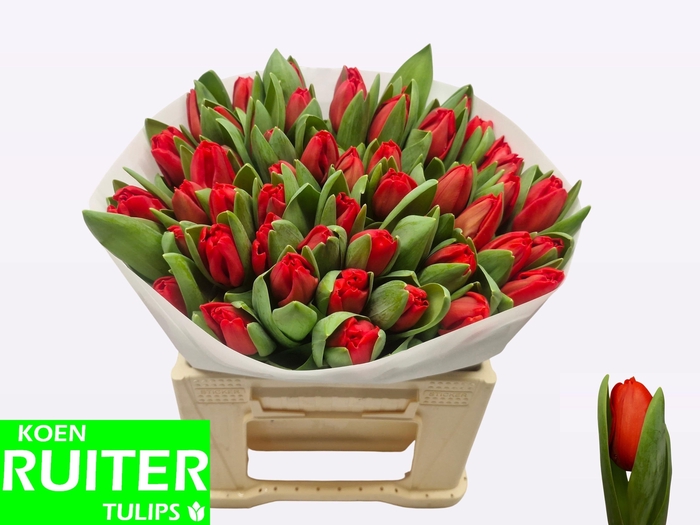 <h4>TU EN ESCAPE</h4>