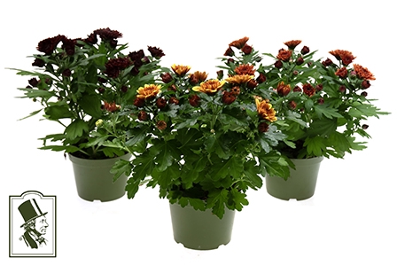 CHRYS.IND.HYBRID 3-BEN