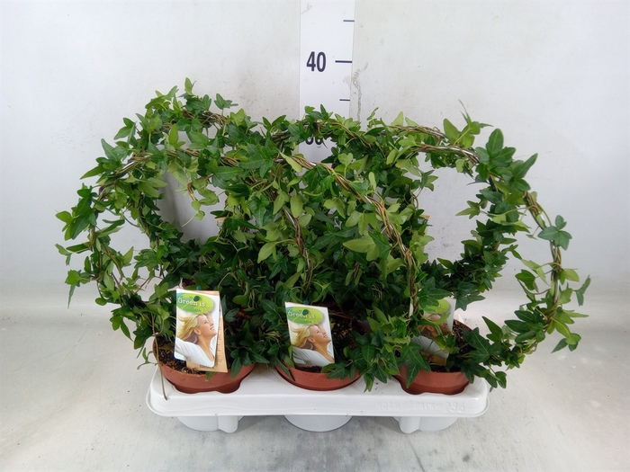 <h4>Hedera   ...green leafed</h4>