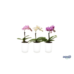 Glaspot White Tiny Dolls Mix 1T7+