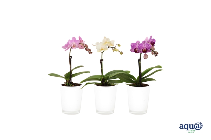 <h4>Glaspot White Tiny Dolls Mix 1T7+</h4>