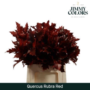 Quercus Rubra L60 Red