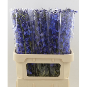 Delphinium Enkel Deldonna Blue